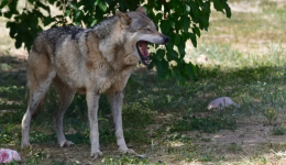 sinagermos-sto-tatoi-epithesi-likou