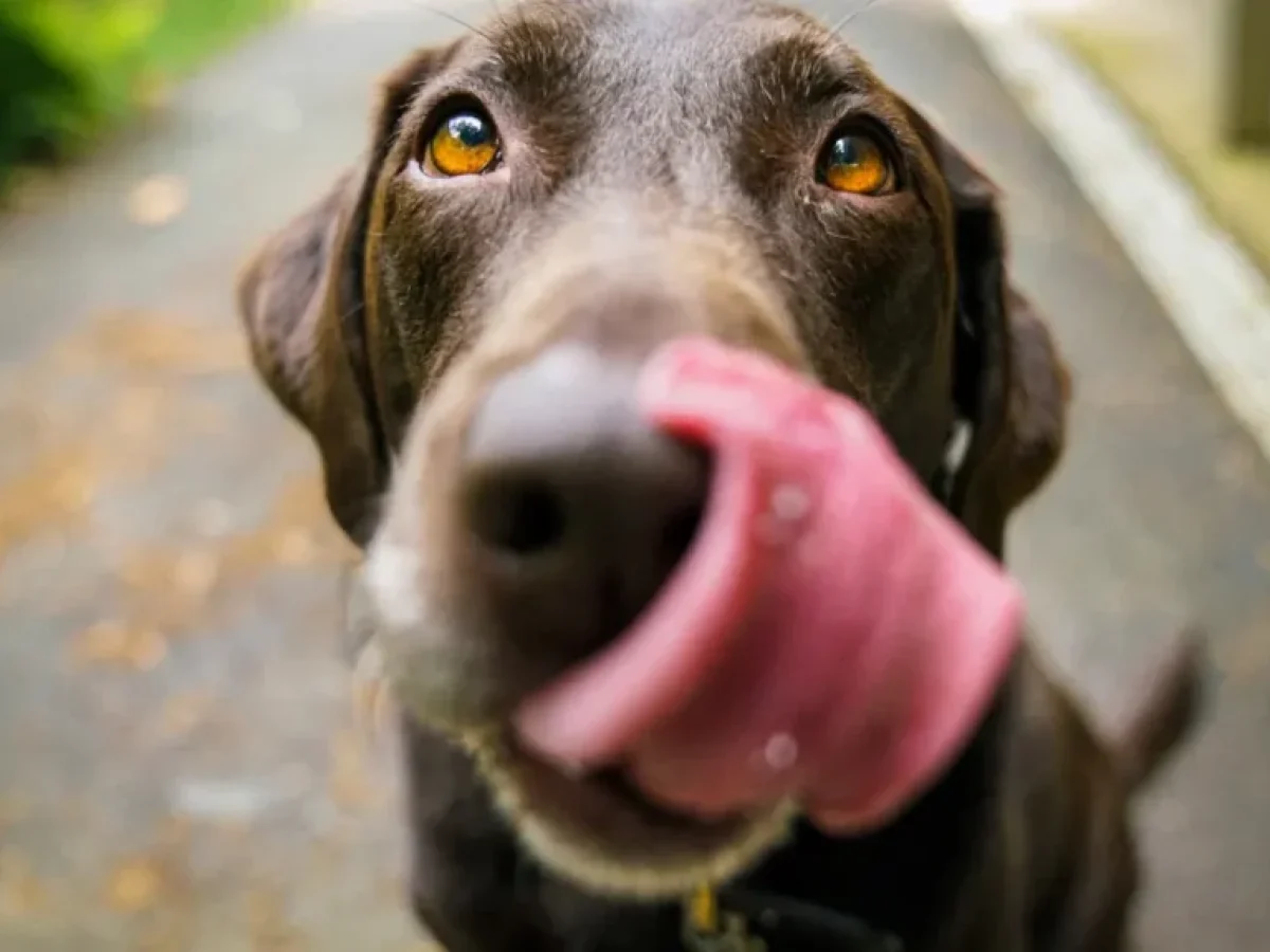 Συναυλία αγάπης για τα αδέσποτα με τον Στέφανο Κάκκο