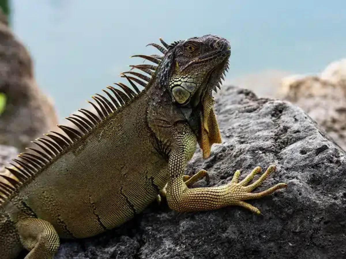 Συνεχίζει η κακοκαιρία στις ΗΠΑ: Ιγκουάνα πέφτουν από τα δέντρα εξαιτίας της χαμηλής θερμοκρασίας