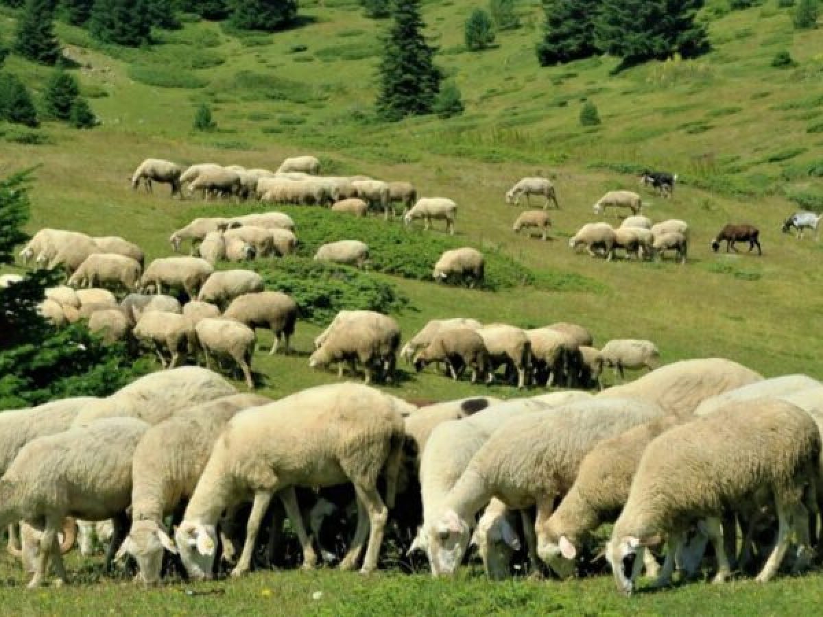 Συνεχίζει τη μάχη κατά της ευλογιάς η Περιφέρεια