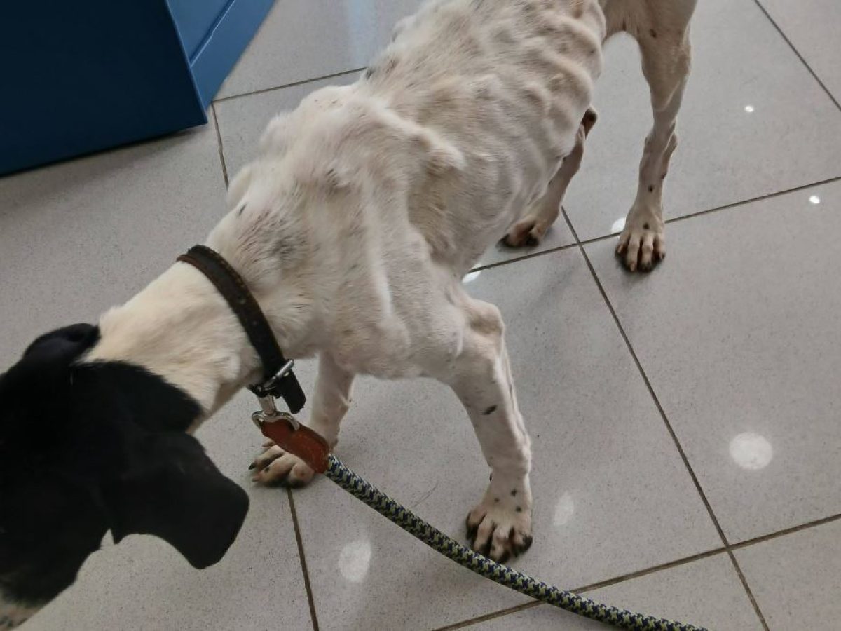 Σκυλίτσα βρέθηκε σε άθλια κατάσταση στο Σούλι παρατημένη να πεθάνει