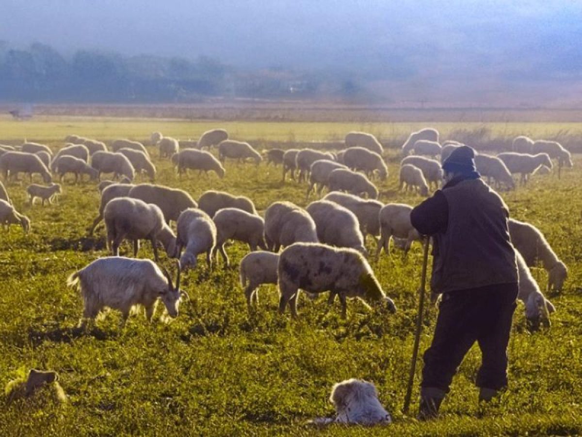 Στα 10 χρόνια “Αλληλοδιδακτικών Κύκλων Γεωργίας” συζήτηση για την κτηνοτροφία στην Κρήτη και την αξία της παραδοσιακής εκτροφής