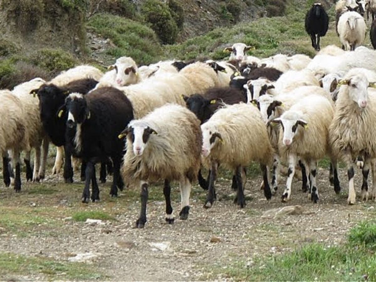 Στα κάγκελα οι κτηνοτρόφοι της Εύβοιας για το νέο κρούσμα ευλογιάς των προβάτων
