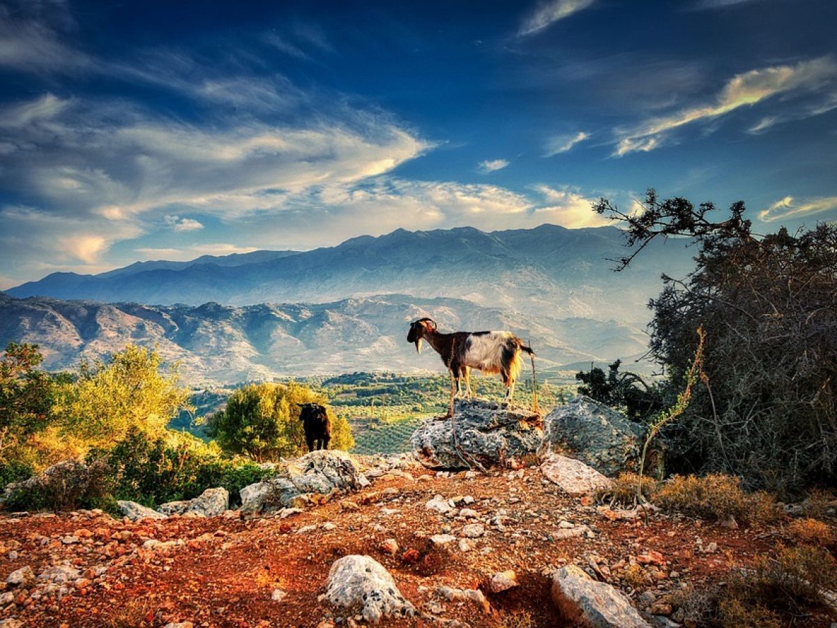 Στα Τρίκαλα βρέθηκαν 5 κτηνοτρόφοι χωρίς… ζώα