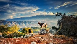 sta-trikala-vrethikan-5-ktinotrofi