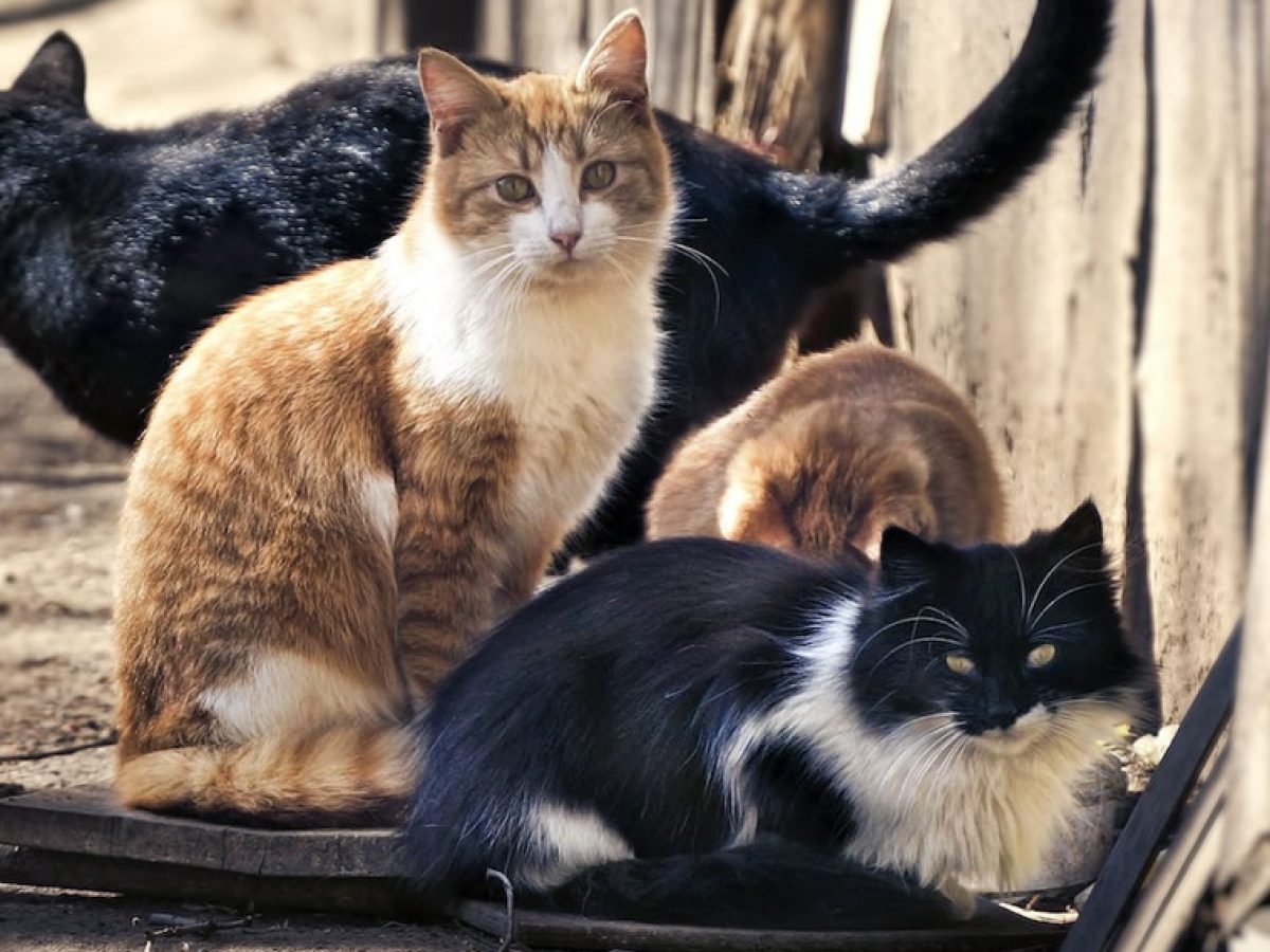 Στη Σύρο ψάχνουν εθελοντές για να εργαστούν σε καταφύγιο με γάτες -Τι προσφέρει δωρεάν