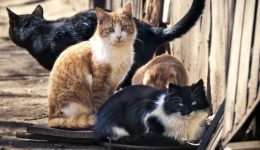 sti-siro-psachnoun-ethelontes-gia