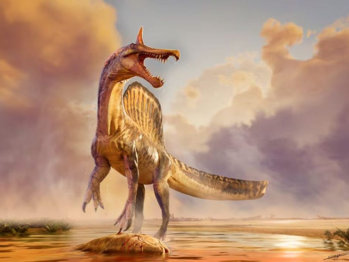 Στην έρημο της Σαχάρας βρέθηκε ένας «υπέροχος» δεινόσαυρος 13 μέτρων με πολύχρωμη ράχη