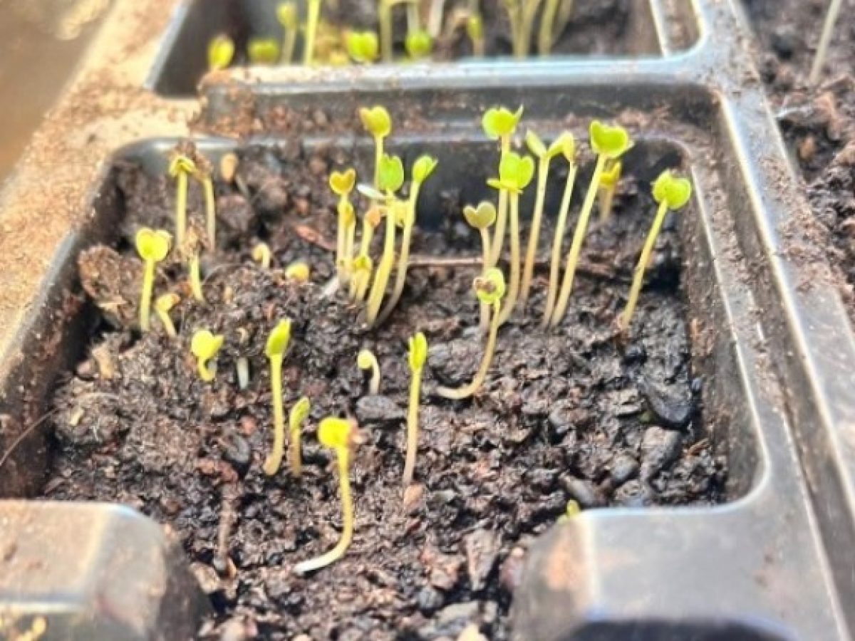 Τα δικά τους λαχανικά σε δημοτικές εκτάσεις θα καλλιεργούν Ρομά σε τρεις οικισμούς σε Σέρρες, Δράμα και Καβάλα