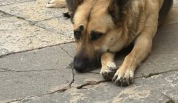 ta-zoa-den-arrostenoun-me-1