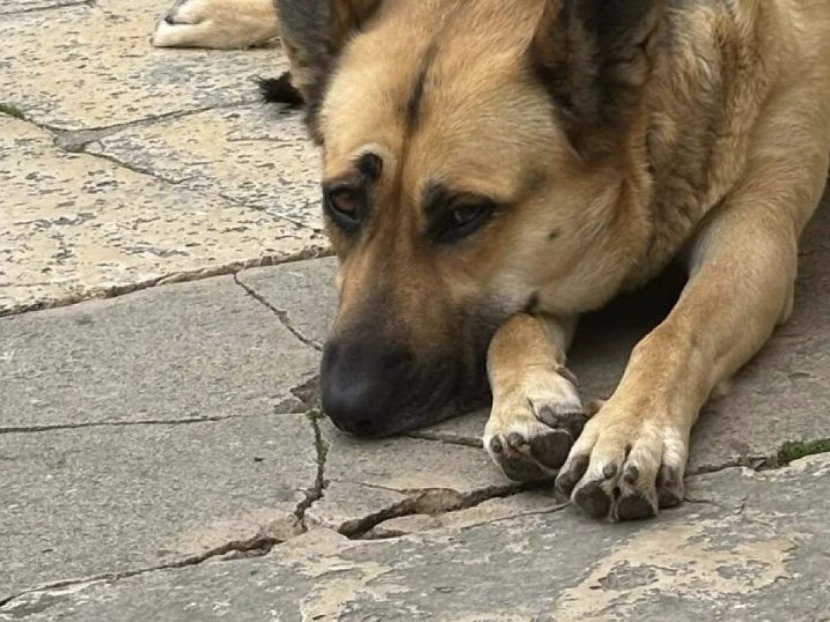 «Τα ζώα δεν αρρωσταίνουν με ωράριο» – Χωρίς εφημερεύων κτηνιατρείο τα Χανιά – Αντιδράσεις για ζώα που πεθαίνουν αβοήθητα