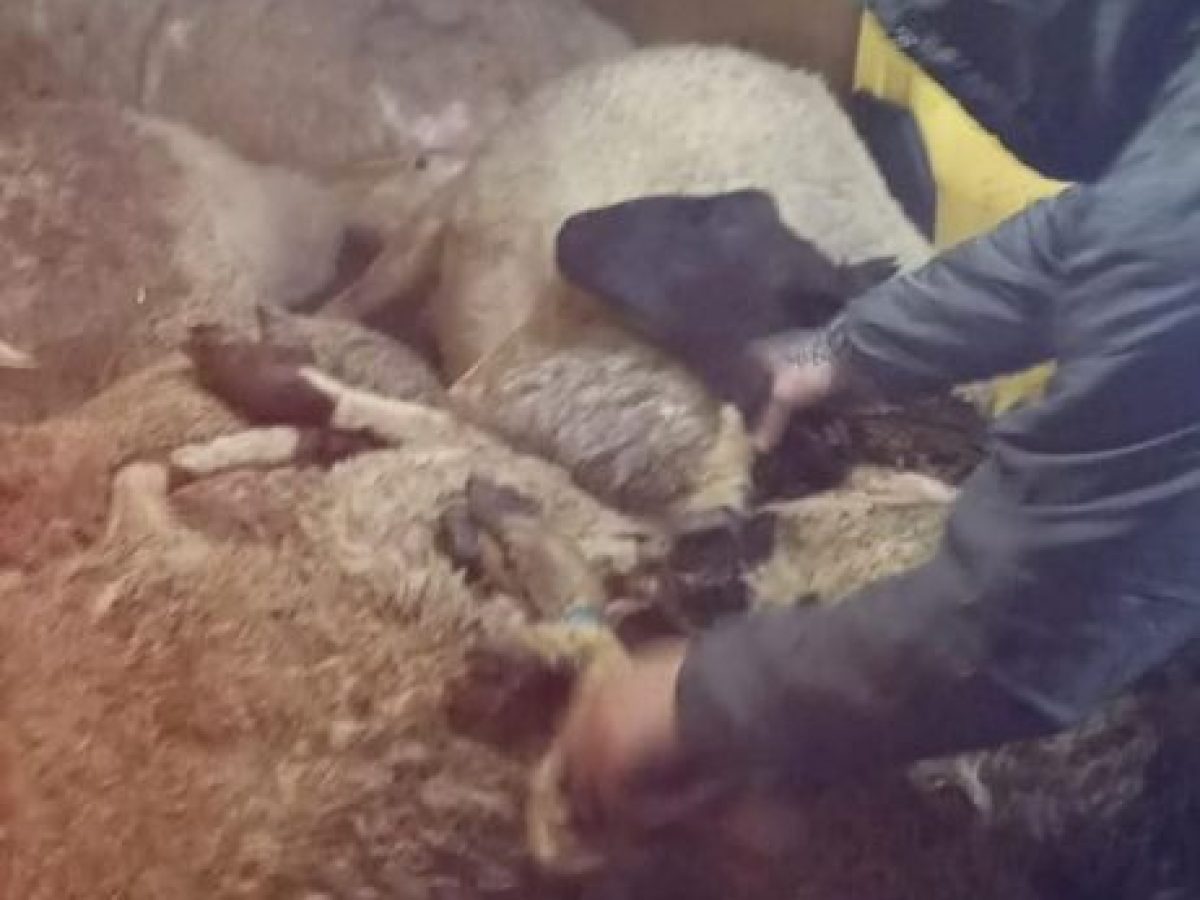 Τελωνείο Προμαχώνα: Επιχείρησαν να περάσουν παράνομα οκτώ ζώα δεμένα σε καρότσα