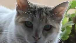 thessaloniki-ekopse-to-afti-tou