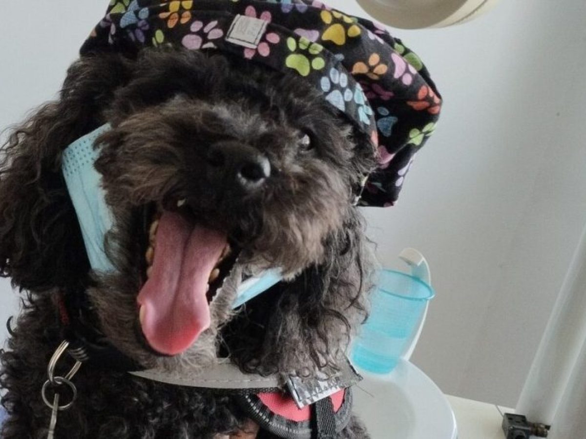 Θεσσαλονίκη: Η τετράποδη Άριελ είναι η καλύτερη και η πιο…φουντωτή βοηθός σε οδοντιατρείο!