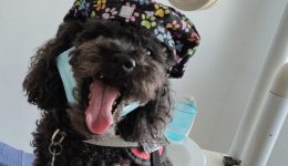 thessaloniki-i-tetrapodi-Άriel-ine