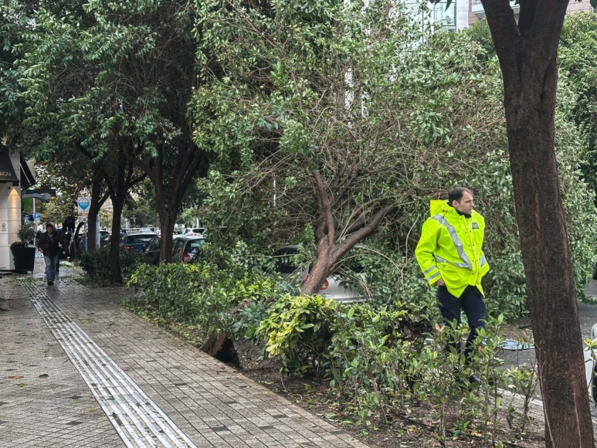 Θεσσαλονίκη: Κλειστός δρόμος μετά από πτώση δέντρου