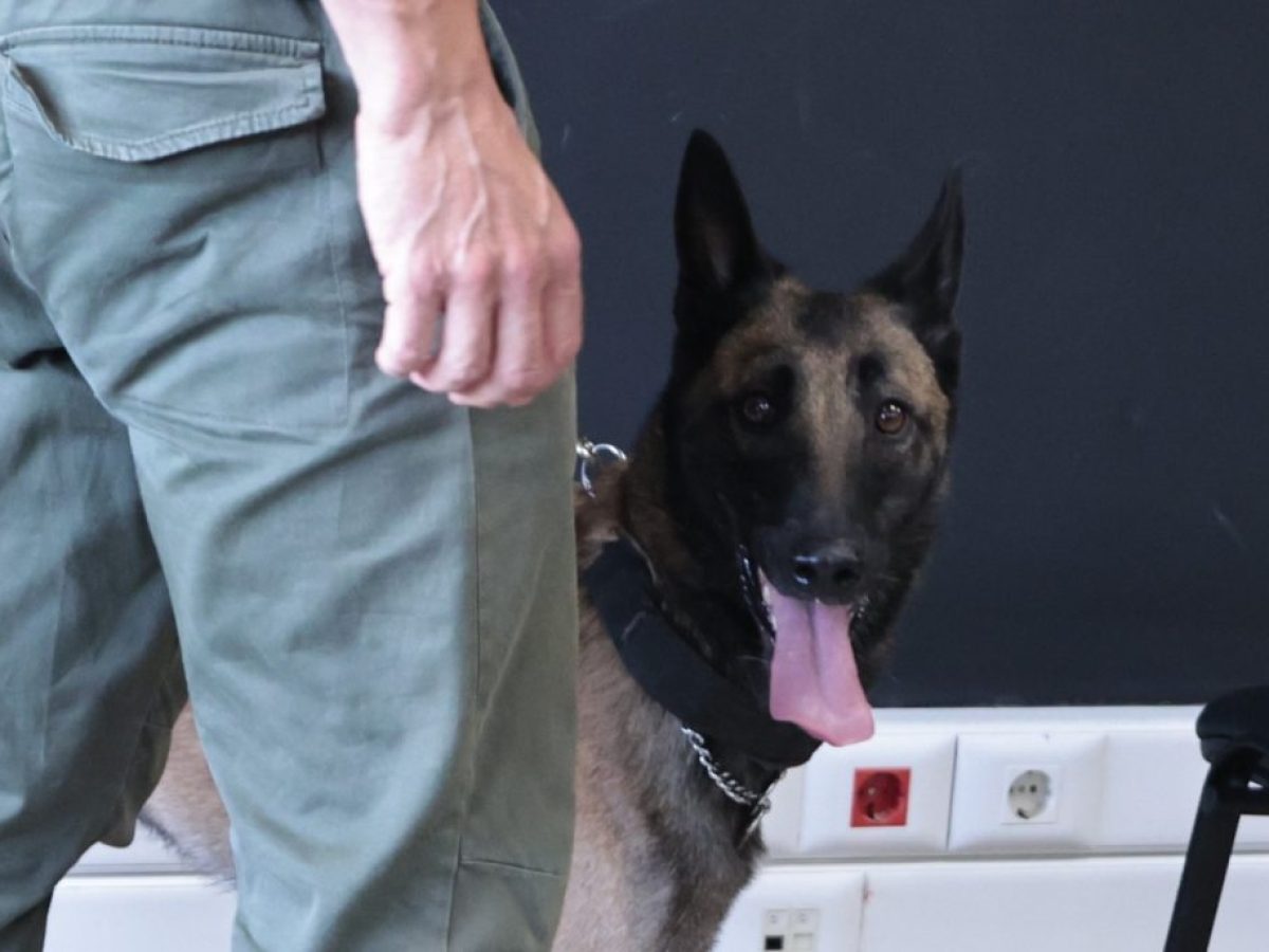 Θεσσαλονίκη: Αστυνομικός σκύλος «ξετρύπωσε» ναρκωτικά στο σπίτι 31χρονου