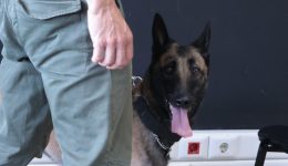 thessaloniki-Αstinomikos-skilos-xetripose-narkotika