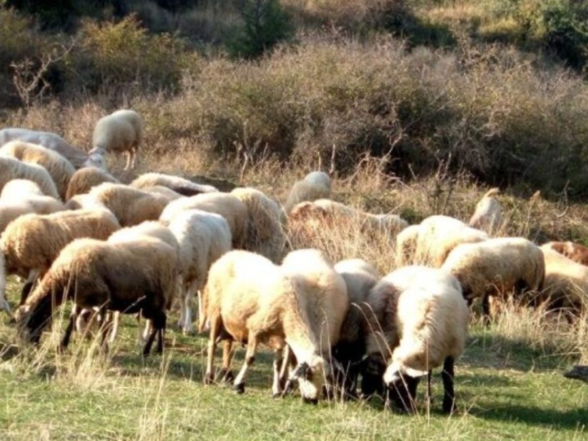 Την Τρίτη η συνάντηση του Μητσοτάκη με εκπροσώπους κτηνοτρόφων