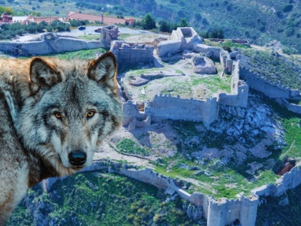 Το Κάστρο του Άργους και ο Λύκος: Γιατί το ονόμασαν Λάρισα και τι συμβολίζει το άγριο ζώο για την πόλη