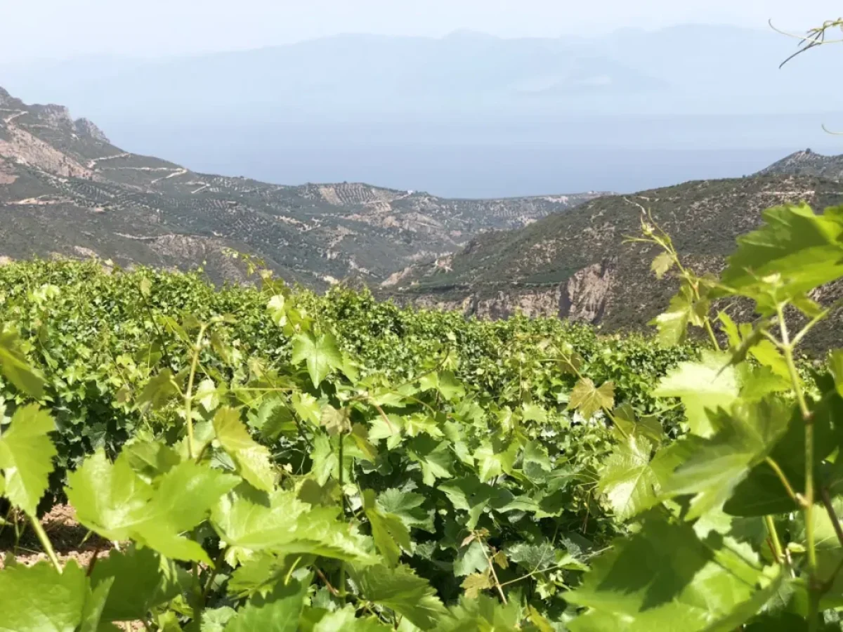 Το «Νέο Ευρωπαϊκό Πακέτο» για το Κρασί και η Ελπίδα για τον Αμπελώνα της Χαλκιδικής