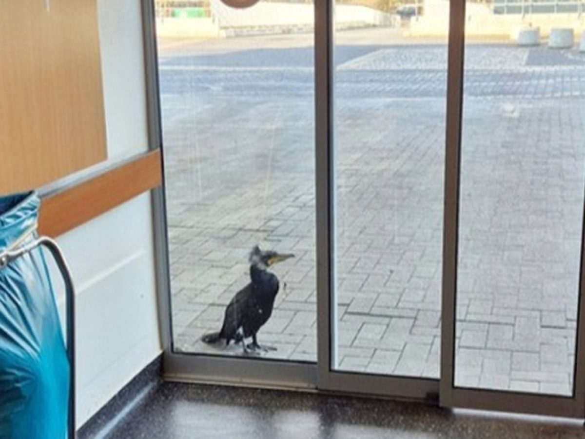 Τραυματισμένο θαλασσοπούλι χτύπησε με το ράμφος του την πόρτα… νοσοκομείου για βοήθεια