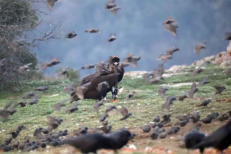 video-&ndash;-i-apithani-parea-1