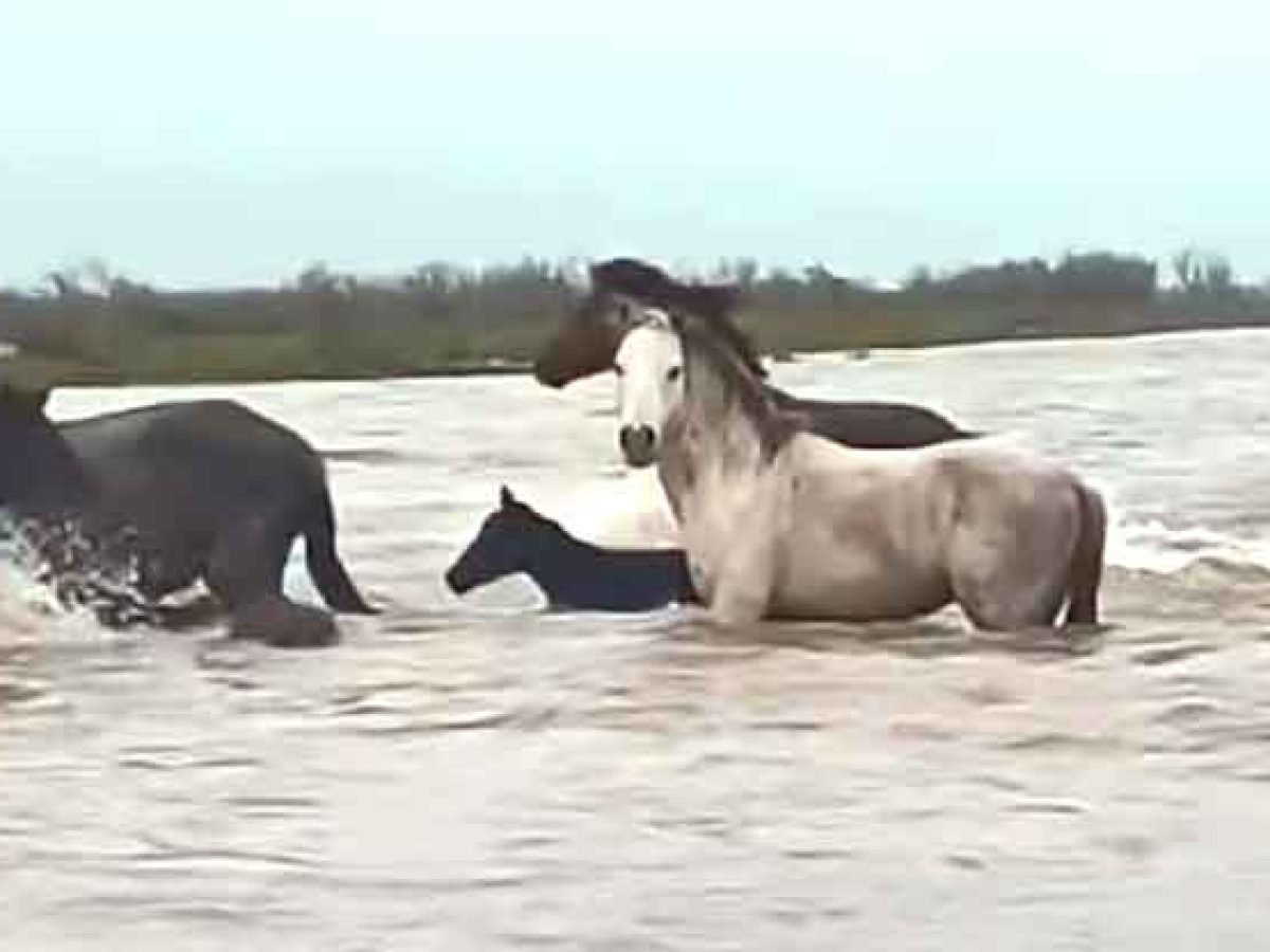 (video) – Ένα μοναδικό θέαμα από το Δέλτα του Έβρου – Αγέλη άγριων αλόγων να διασχίζει το ρεύμα ποταμού με δύναμη και αρμονία