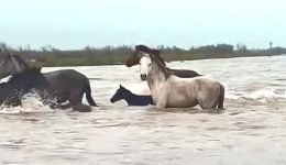 video-–-ena-monadiko-theama