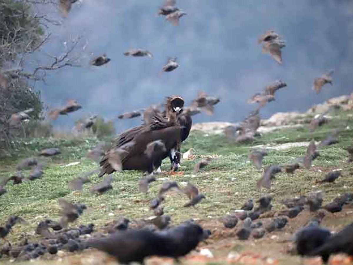 (video) – Η απίθανη παρέα στο Δάσος της Δαδιάς: Όταν οι γιγαντιαίοι Μαυρόγυπες τρώνε μαζί με τα… ψαρόνια!