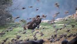 video-–-i-apithani-parea