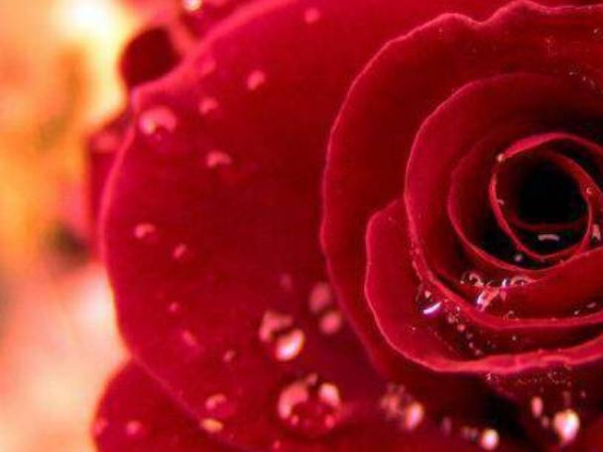 Βιβή Κοψιδά-Βρεττού: Ρόδο κόκκινο της φωτιάς                                    