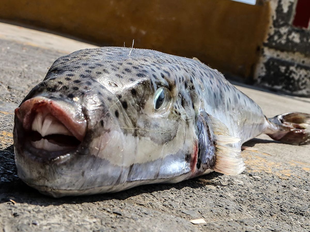 Βουλευτές του ΣΥΡΙΖΑ: Ερώτηση στη Βουλή για λαγοκέφαλο και λεοντόψαρο – Ζητούν μέτρα στήριξης αλιέων