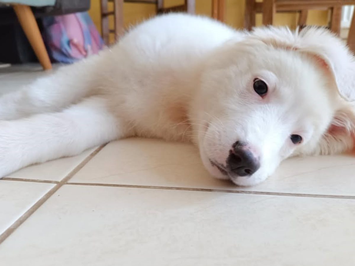 Βρέθηκε κουτάβι στο Αργοστόλι μέσα στον δρόμο και χρειάζεται υιοθεσία: Είναι πολύ γλυκός, κοινωνικός και ιδιαίτερα έξυπνος (εικόνες)