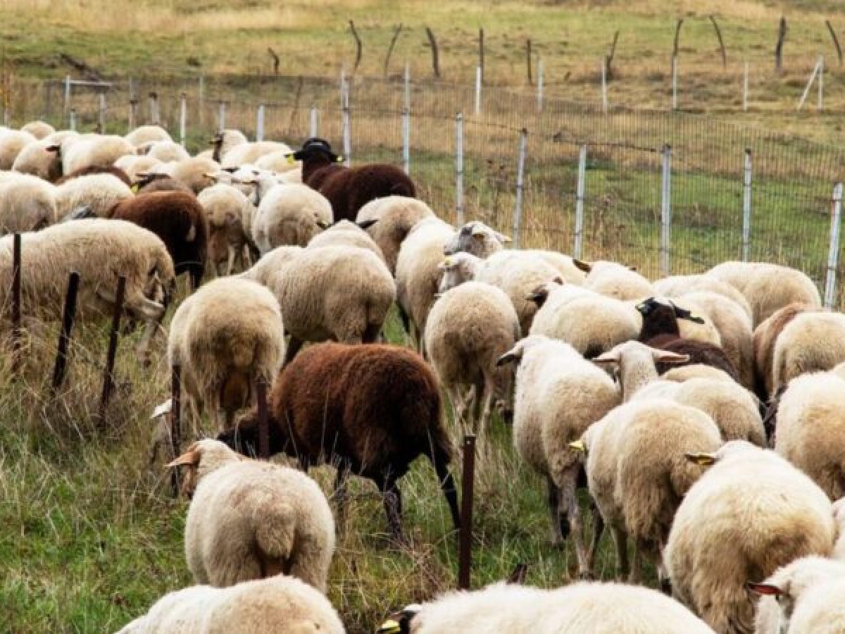 Ξεκινά η ενεργοποίηση ιδιωτών κτηνιάτρων για την αντιμετώπιση της ευλογιάς