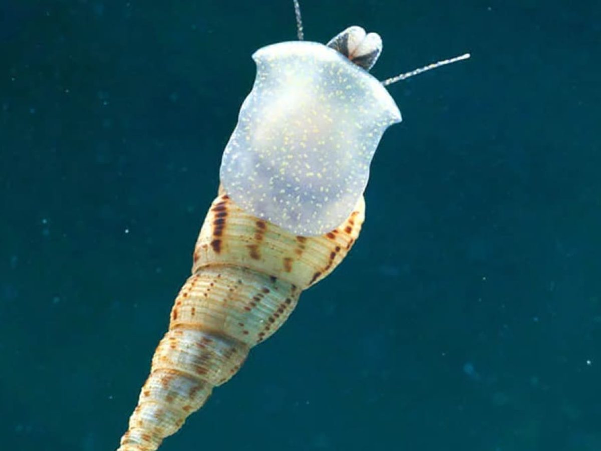 Ξενικό υδρόβιο σαλιγκάρι εντοπίστηκε στο πάρκο Ροδινιού – Τι σημαίνει για το οικοσύστημα