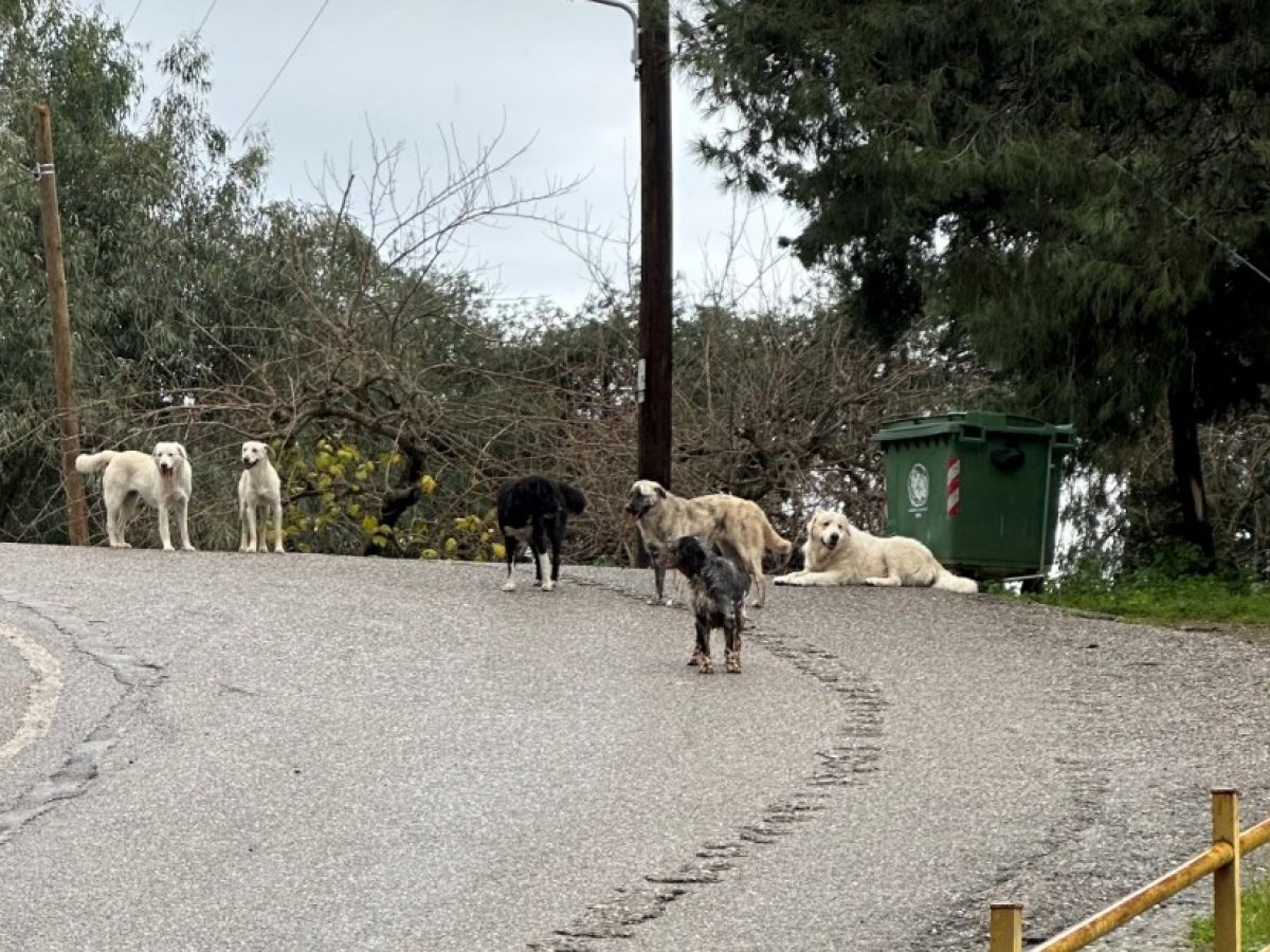 Αγρίνιο: Παράπονα για αγέλη αδέσποτων σκυλιών στην Αγία Παρασκευή-video