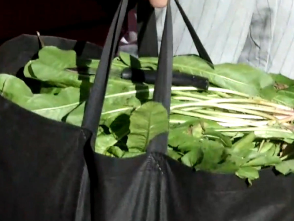 Αλικιανός Χανίων: Για τρίτη χρονιά η δράση για τη διάδοση της αναγνώρισης και συλλογής άγριων χόρτων