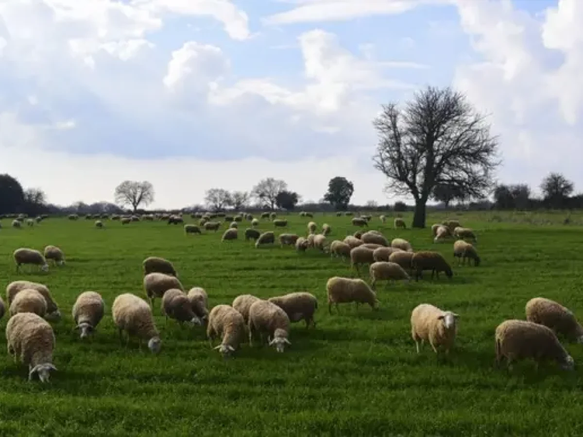 «Ανάχωμα» στην Ευλογιά με Ιδιώτες Κτηνιάτρους: Η Μάχη για το Ζωικό Κεφάλαιο της Χαλκιδικής