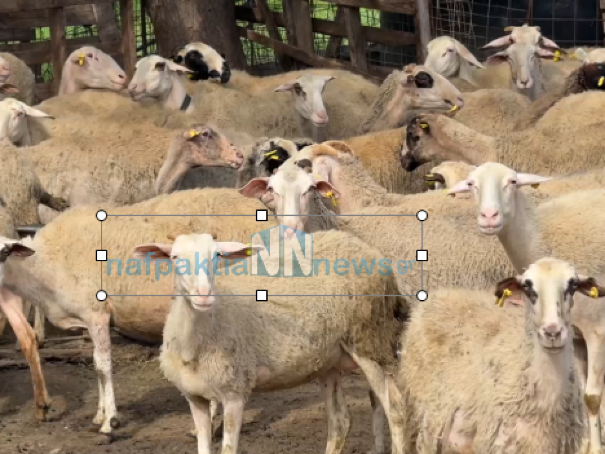 Ανησυχία στη Μακύνεια για τα νέα κρούσματα ευλογιάς – σε επιφυλακή οι κτηνοτρόφοι – Τι λέει η κτηνιατρική υπηρεσία. Βίντεο