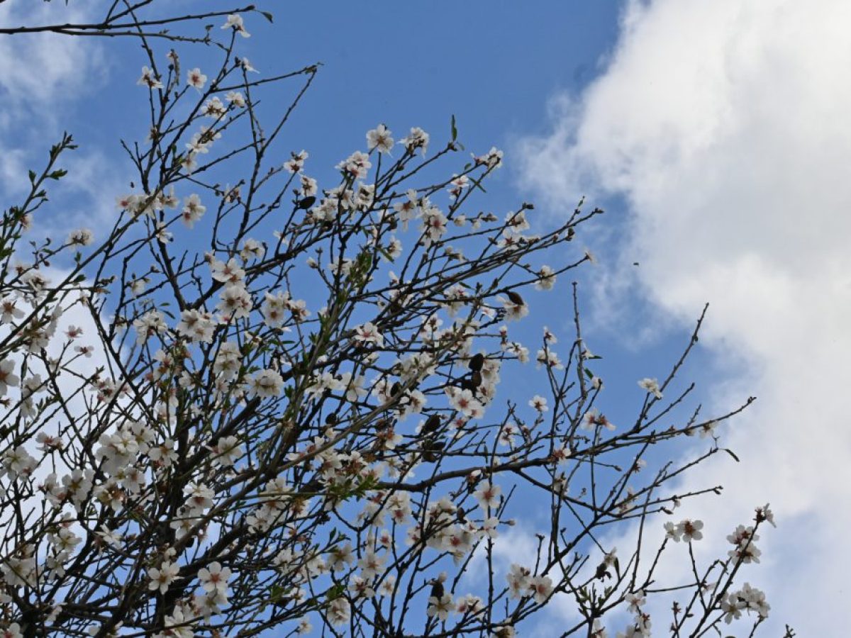 Ανοιξιάτικη «ανάσα» στον καιρό – Σταματούν οι βροχές για μια εβδομάδα