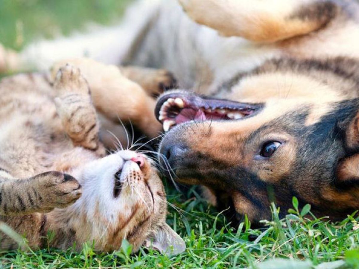 Απών και στη διαχείριση των αδέσποτων ο Δήμος Ραφήνας Πικερμίου