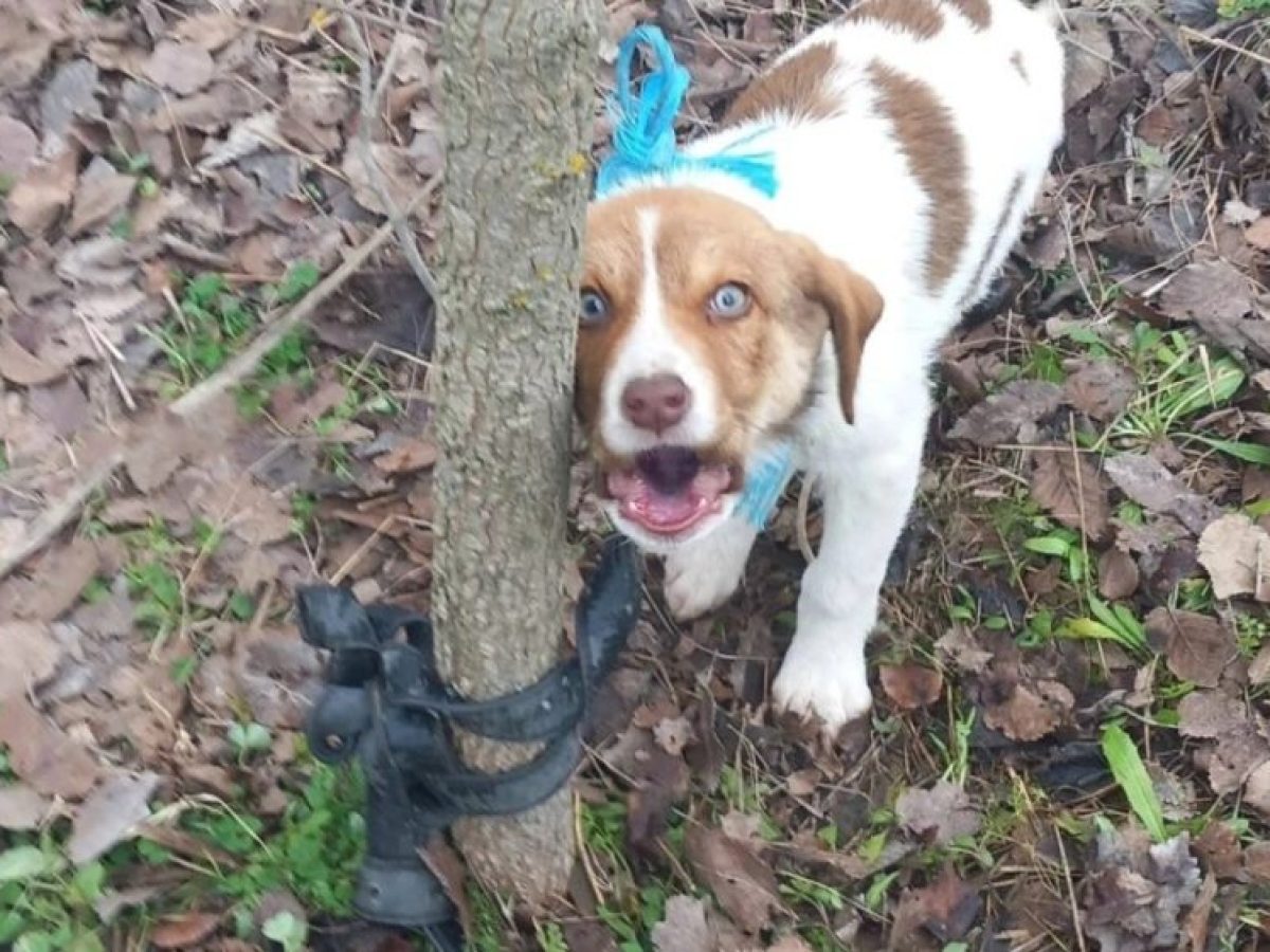 Αποτρόπαιο: Κακοποίησαν σεξουαλικά κουτάβι 3 μηνών στην Καρδίτσα – Ψάχνουν DNA στη ζώνη του δράστη