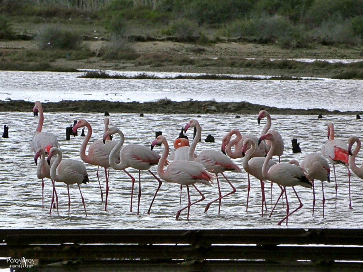 “Απόβαση” από  ροζ φοινικόπτερα (φλαμίνγκο) που “χρωμάτισαν” τις αλυκές της Μήλου ! (Photos)