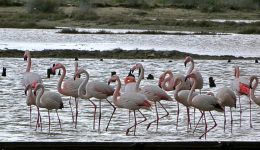 Αpovasi-apo-roz-finikoptera