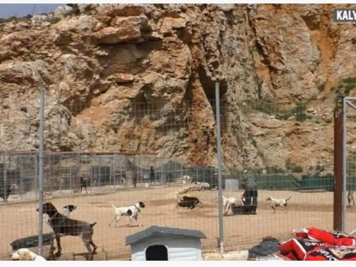 Απρόσμενη διαδικαστική εξέλιξη για την Αντιδήμαρχο Βαλαντούλα Καναβούρη – Αυτοψία στο καταφύγιο ζώων συντροφιάς Καλύμνου