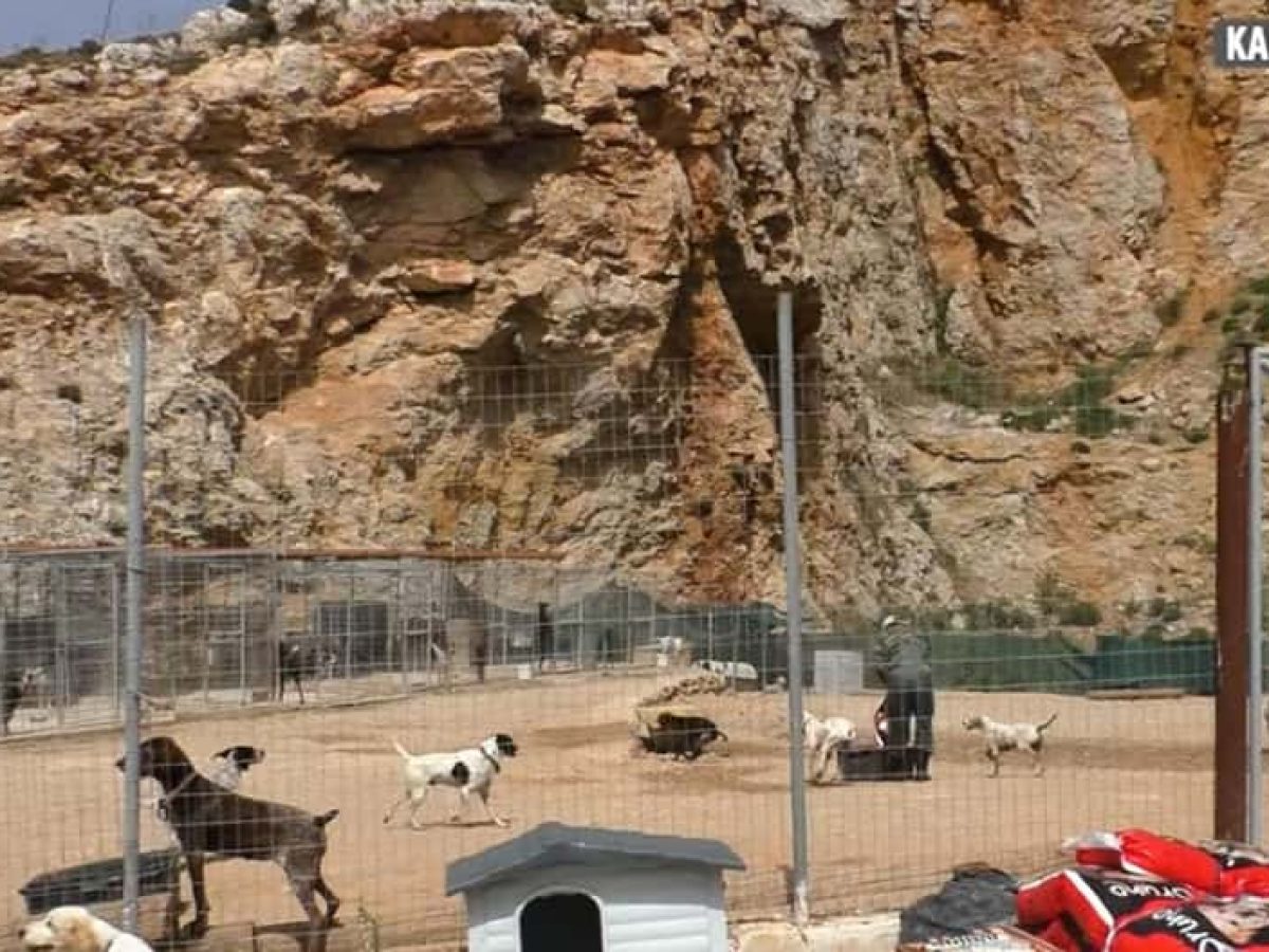 Απρόσμενη διαδικαστική εξέλιξη για την Αντιδήμαρχο Βαλαντούλα Καναβούρη – Αυτοψία στο καταφύγιο ζώων συντροφιάς