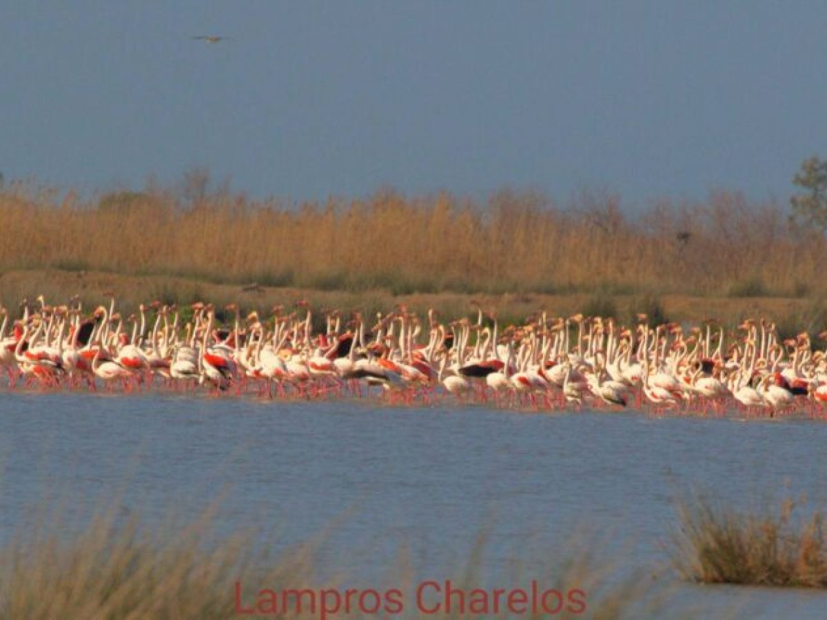 Αστείρευτη ομορφιά στην Αιτωλοακαρνανία: Μεγάλη συγκέντρωση μεταναστευτικών πουλιών στις εκβολές του Αχελώου