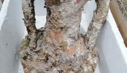 &Alpha;chaia-psarepse-archeo-amforea-stin