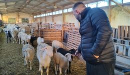 &Alpha;krivotero-fetos-to-arni-&ndash;